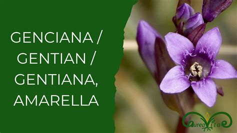 ngentain|gentian para que serve.
